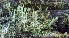 Cladonia polydactyla