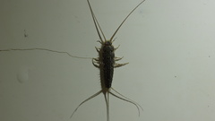 Ctenolepisma lineatum