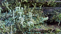 Cladonia polydactyla