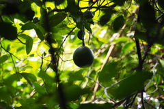 Melodinus suaveolens