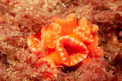 Australopsammia aurea