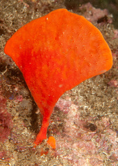 Echinoclathria leporina