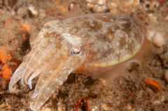 Sepia plangon