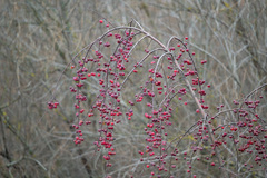 Malus × robusta