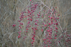 Malus × robusta