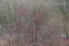 Malus × robusta