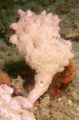 Halisarca australiensis
