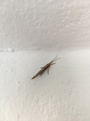 Ypsolopha mucronella