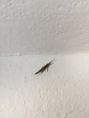 Ypsolopha mucronella