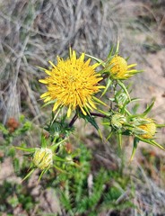 Berkheya heterophylla