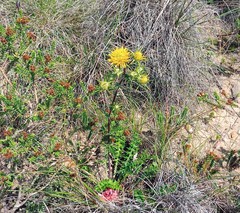 Berkheya heterophylla