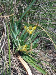 Ferraria variabilis