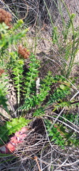 Berkheya heterophylla