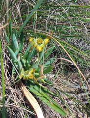 Ferraria variabilis