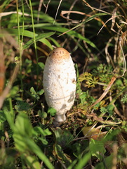 Coprinus comatus