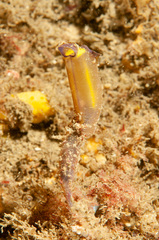 Clavelina meridionalis