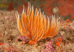 Sphaerokodisis australis