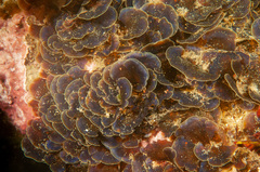 Distromium flabellatum