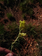 Gladiolus woodii