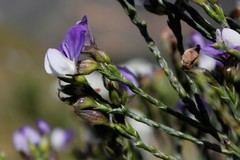Psoralea congesta