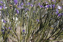Psoralea congesta