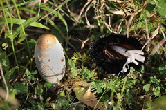 Coprinus comatus