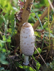 Coprinus comatus