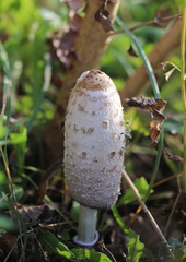 Coprinus comatus