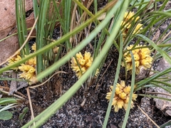Lomandra bracteata