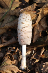 Coprinus comatus