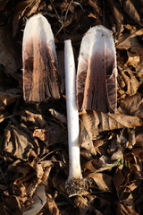 Coprinus comatus
