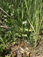 Anemopsis californica