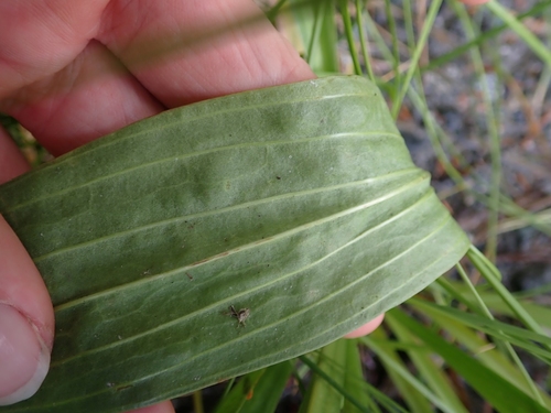 Image of Plantago macrocarpa by no rights reserved
