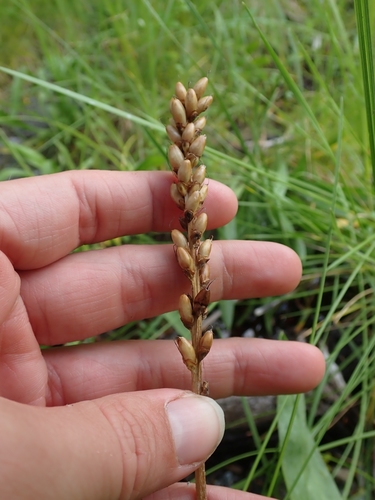 Image of Plantago macrocarpa by no rights reserved