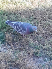 Columba livia domestica