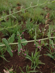 Triaspis hypericoides