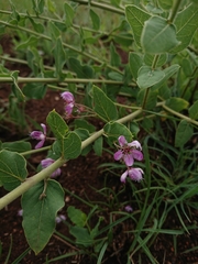 Triaspis hypericoides