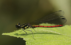 Stenocypha molindica