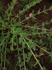 Triaspis hypericoides