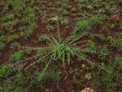 Triaspis hypericoides