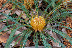 Banksia dallanneyi