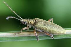 Donacia tomentosa