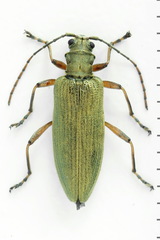 Donacia tomentosa