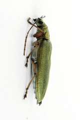 Donacia tomentosa
