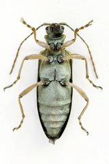 Donacia tomentosa