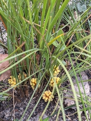 Lomandra bracteata