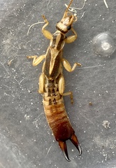 Dacnodes shortridgei