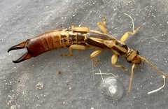 Dacnodes shortridgei