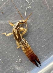 Dacnodes shortridgei