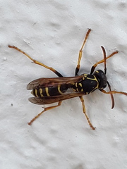 Polistes dominula